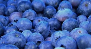 If Blueberries Were Pharmaceuticals, They Would Be Hailed As The Greatest Miracle Health Breakthrough